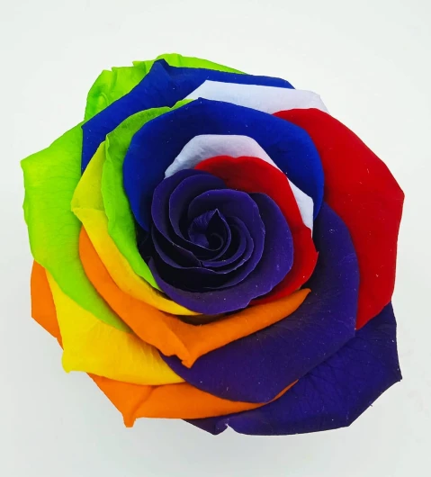 Genérico Rose arc-en-ciel multicolore - Rose multicolore - Roses arc-en-ciel - Cadeau original.