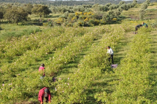 91iaf0XZTrL._AC_SL1500_