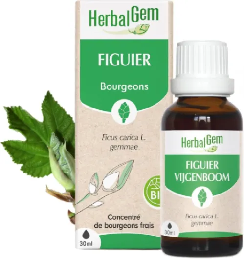 Macérât-Mère - Figuier Bio - Complément Alimentaire Gemmothérapie Concentrée - Extrait De Bourgeon Frais - Pour Digestion - Vegan - 30 ml Gouttes