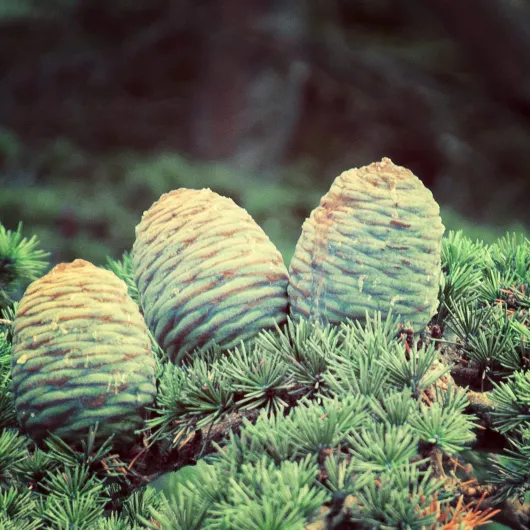 812RqfSB05L._AC_SL1500_